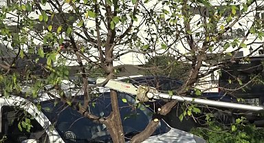 Nilüfer'de budanan ağaç dalları gübreye dönüştürülüyor