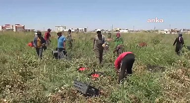 Şanlıurfa Barosu Emek Komisyonu üyesi avukatlar, mevsimlik tarım işçilerinin sorunlarına ilişkin rapor hazırladı