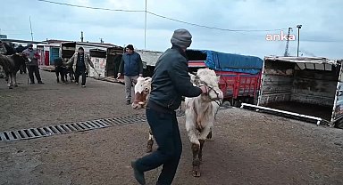 Şap şüphesi ile 3 ilde canlı hayvan pazarı kapandı, Yozgat'ta denetimler artırıldı