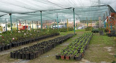 Tarsus Belediyesi kendi ürettiği binlerce fidan ve çiçek ile kenti güzelleştiriyor