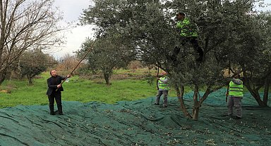 Turgutlu Belediyesi'nin zeytinleri, ihtiyaç sahiplerine aş oluyor