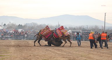Turgutlu geleneksel deve güreşleri büyük ilgi gördü