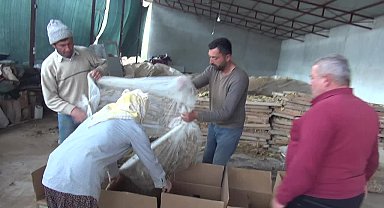 Aydınlı tütün üreticisi: "Önceki yıllara göre tütün para etmez oldu. Biz bu tütünden artık para kazanamıyoruz"