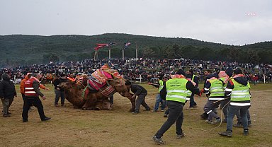 Torbalı Deve Güreşleri Festivali tamamlandı