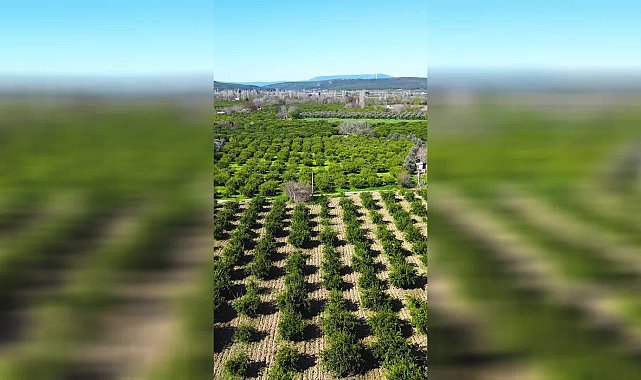 SEFERİHİSAR BELEDİYESİ'NDEN ÇİFTÇİYE 1000 TL’LİK SULAMA DESTEĞİ