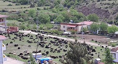 Artvinli Besici: "Kışın masraflar çok, ot, arpa ve saman fiyatları iki misli"