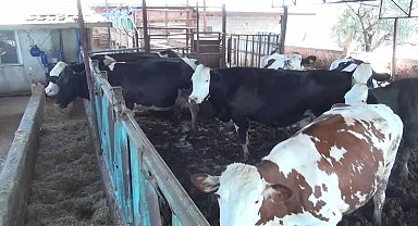 Aydınlı üreticiler Ulusal Süt Konseyi tarafından açıklanan süt fiyatını düşük buldu
