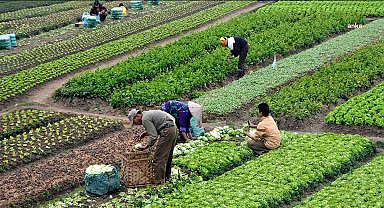 CUMHURBAŞKANLIĞI MEVSİMLİK TARIM İŞÇİLERİ İLE İLGİLİ GENELGE YAYIMLADI