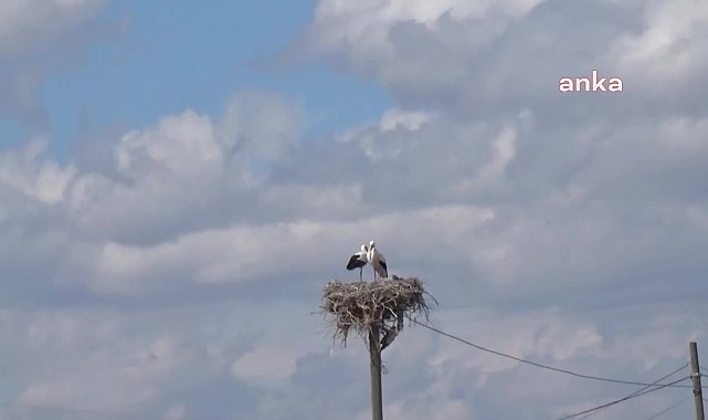 HAVALARIN ISINMASIYLA LEYLEKLERİN IĞDIR'A GÖÇÜ BAŞLADI