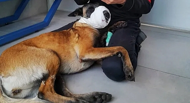 HAYTAP: “Köpek vuran bekçi cezalandırılsın”