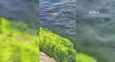 Nesli tükenmekte olan su samuru Sinop'ta görüntülendi