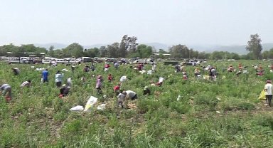 OSMANİYELİ ÇİFTÇİ, TARLASINA EKTİĞİ SOĞANI SATAMAYINCA VATANDAŞLARA ÜCRETSİZ YAPTI. BEDAVA SOĞANI DUYAN YAKLAŞIK 3 BİN VATANDAŞ TARLAYA AKIN ETTİ