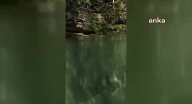 Sinop'ta kuzey şeritli semenderi görüntülendi