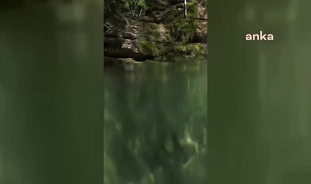 Sinop'ta kuzey şeritli semenderi görüntülendi