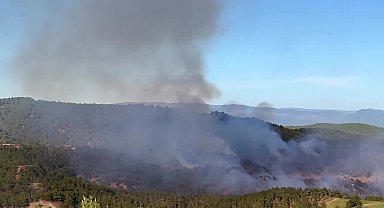 Sinop'ta orman yangını... 5 hektar alan zarar gördü