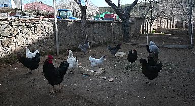 Yozgat'ta bir vatandaşın evinde beslediği Aruacana cinsi tavuklar, kabuğu açık mavi renkte yumurta veriyor