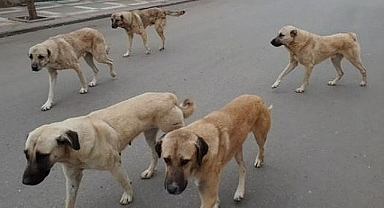 Adalet Bakanı Yılmaz Tunç: 