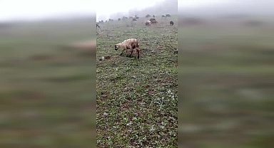 Artvin'in geçitli köyüne kar yağdı