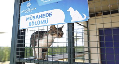 Aydın'da sokak hayvanları, Büyükşehir Belediyesi'nin açtığı Evcil Hayvan Bakım ve Rehabilitasyon Merkezi ile emin ellerde