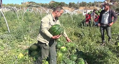 Aydınlı karpuz üreticisi: "Para kazanmamız için karpuzun kilosunu 20 liraya satmamız lazım"