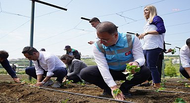 Beylikdüzü Belediyesi Yaşam Bahçesi'nde yazlık fideler toprakla buluşturuldu