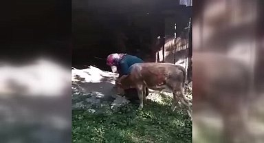 Çorum'da 15 gündür kayıp buzağını bulan kadının sevinci