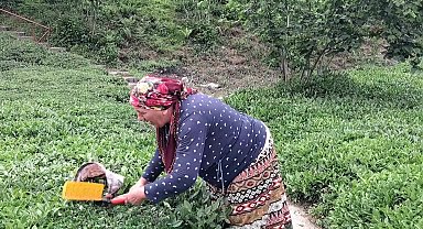 Hopa Ziraat Odası Başkanı Muti: