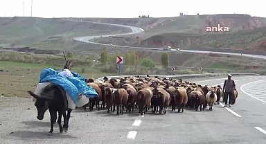 Iğdırlı Besici: "Yem alamadığımız için hayvanları kesime gönderiyoruz. Süt fiyatları artırılmalı, su fiyatı sütün önüne geçti"