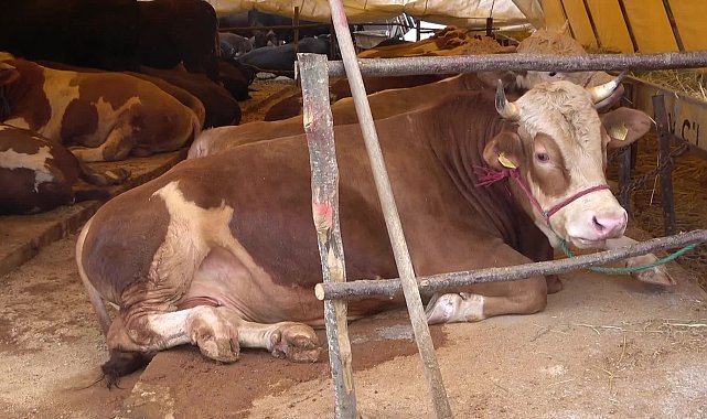 Kurbanlık fiyatlarına gelen zamlar, TÜİK’in ve ENAG’ın yıllık enflasyonunu geçti: Büyükbaş fiyatları yüzde 238, küçükbaş fiyatları yüzde 300 arttı (bekleyecek)