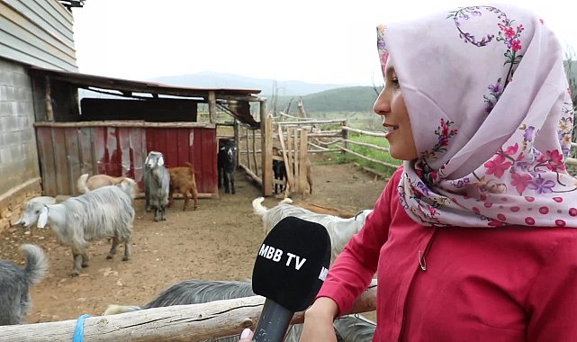 Muğla Büyükşehir Belediyesi’nin “Kıl Keçisi” projesiyle kadın üreticiler kazanıyor