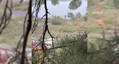 Muğla Sarıgerme'de golf sahası için ağaçların kesilmesine tepki gösterildi