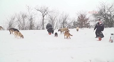 Osmangazi Belediye Başkan Yardımcısı Yıldızhan: “İl ve ilçe belediyelerinin iş birliğiyle sokak köpekleri popülasyonu üç yılda kontrol altına alınır”