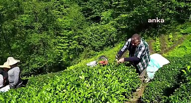 Rize'den yaş çay alım fiyatına tepki: "Maliyetler çok arttı, 25 lira bu milletin hakkıdır"