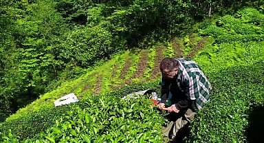 Rize Fındıklı'da çiftçi ve esnaf, çay fiyatını 23 Mayıs'ta yürüyüş ve kepenk kapatma eylemiyle protesto edecek