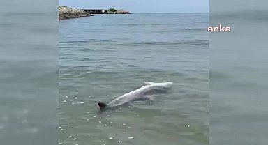 Sinop’ta kıyıya vurmuş halde ölü yunus bulundu