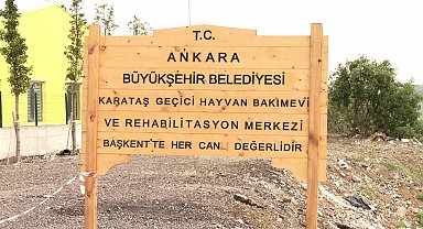 Sokak hayvanlarının uyutulması hazırlığına hayvanseverler tepkili