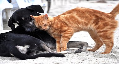 AB, kedi ve köpeklerin refahı için yasa hazırladı