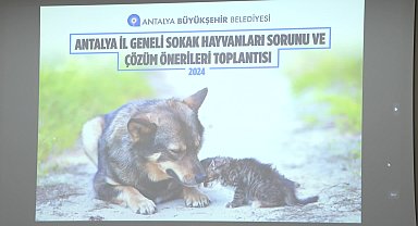 Antalya Büyükşehir Belediyesi, sahipsiz hayvanlar için harekete geçti