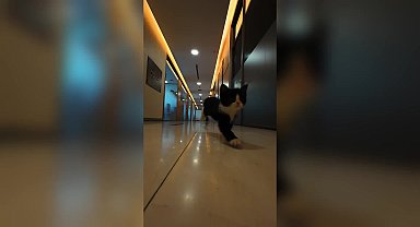 Beliktaş Belediye Başkanı Akpolat, Belediye'nin sahiplendiği kedi yavrusuna isim bulunması için çağrı yaptı