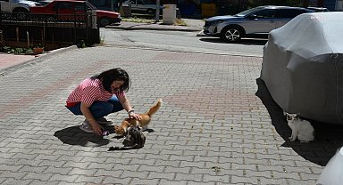 Bozüyük Belediyesi, hasta kedileri tedavi etti