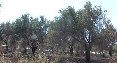 Burhaniye'de arazi yangınında yüzlerce zeytin ve meyve ağacı zarar gördü