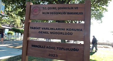 Burhaniye'de koruma altına alınan tarihi meşe ağaçlarına yoğun ilgi