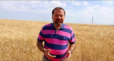 Cumhurbaşkanlığı Yıllık Programı'na göre, TMO bu yıl sadece 3,5 milyon ton buğday alımı yapacak