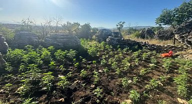 Diyarbakır’ın 3 ilçesinde narko-terör operasyonu: 2 milyon kök kenevir ele geçirildi