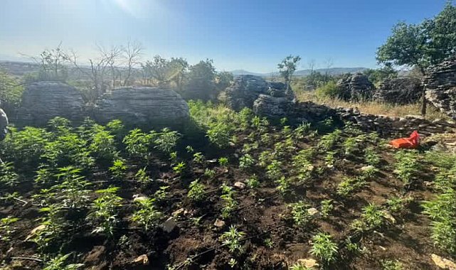 Diyarbakır’ın 3 ilçesinde narko-terör operasyonu: 2 milyon kök kenevir ele geçirildi