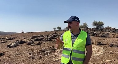Diyarbakır Veteriner Hekimler Odası Başkanı Süleymanoğlu: