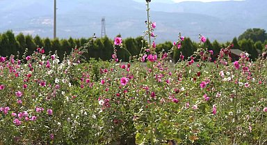 Edremit Belediye Başkanı Ertaş’tan “Aromaterapi Festivali”ne davet