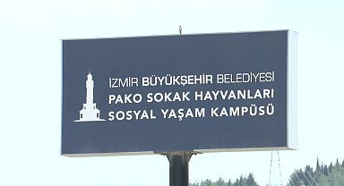 İzmir’deki barınaklardan 6 ayda 500 köpek sahiplendirildi