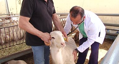 Karşıyaka’nın kurban pazarında hazırlıklar tamam