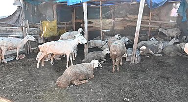 Kuzusu üç ayaklı doğan Yozgatlı besici, aşıları suçladı. Tarım ve Orman İl Müdürlüğü ise sakat doğumların akrabalıktan kaynaklandığını bildirdi